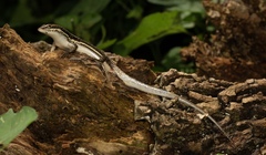 Trachylepis depressa