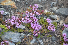 Thymus reverdattoanus