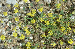 Trigonella spicata