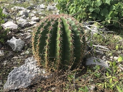 Melocactus intortus