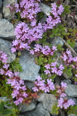 Thymus reverdattoanus