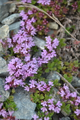 Thymus reverdattoanus
