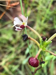 Zaluzianskya elongata