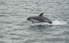 Sagmatias australis