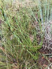 Zaluzianskya elongata