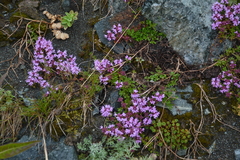 Thymus reverdattoanus
