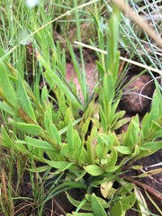 Zaluzianskya elongata