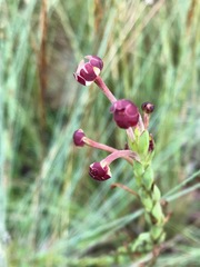 Zaluzianskya elongata
