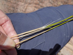 Thamnochortus papyraceus