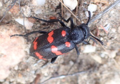 Hycleus sedecimguttatus