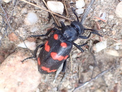 Hycleus sedecimguttatus