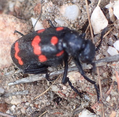 Hycleus sedecimguttatus