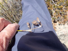 Thamnochortus papyraceus