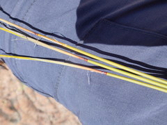 Thamnochortus papyraceus