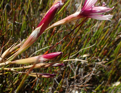 Image of Geissorhiza fourcadei by (c) Nicola van Berkel, some rights reserved (CC BY-SA)