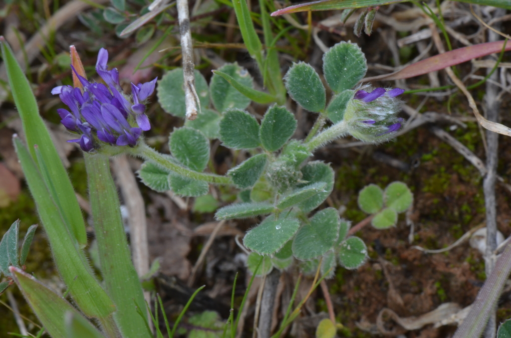 Trigonella coerulescens