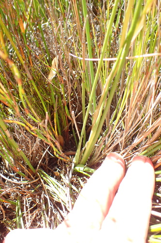 Image of Geissorhiza fourcadei by (c) Nicola van Berkel, some rights reserved (CC BY-SA)