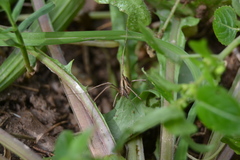Dicranopalpus pulchellus