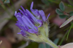 Trigonella coerulescens