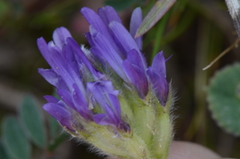 Trigonella coerulescens