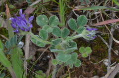 Trigonella coerulescens