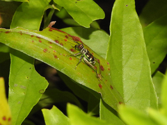 Phylloscyrtus amoenus