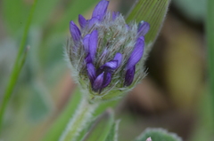 Trigonella coerulescens