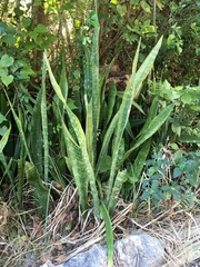 Sansevieria trifasciata