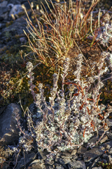 Artemisia lagopus