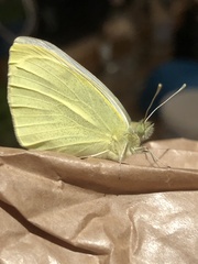 Pieris rapae