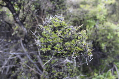 Coprosma propinqua