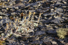 Artemisia lagopus