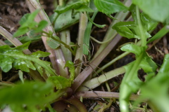 Dicranopalpus pulchellus