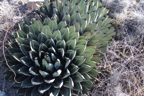 Agave nickelsiae