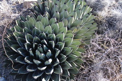 Agave nickelsiae