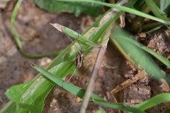 Dicranopalpus pulchellus