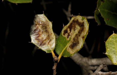 Phyllonorycter belotella (Staudinger, 1859)