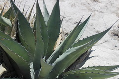 Agave asperrima