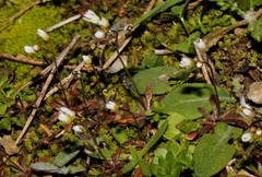 Draba praecox