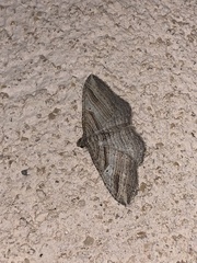 Costaconvexa polygrammata