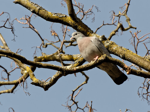 Paloma zurita (Columba oenas)