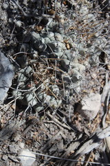 Thelocactus rinconensis