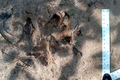 Hydrochoerus hydrochaeris