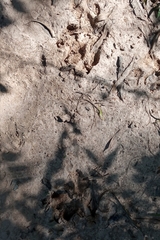 Hydrochoerus hydrochaeris