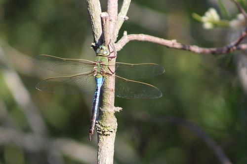 iNaturalist observation photo of Common Green Darner