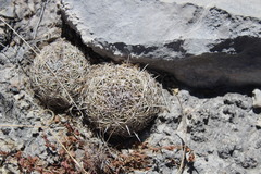 Coryphantha delicata