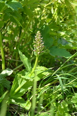 Galearis camtschatica