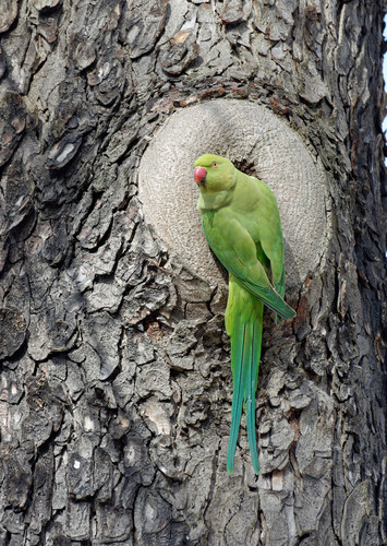 Cotorra de Kramer (Psittacula krameri)