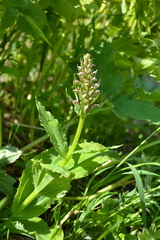 Galearis camtschatica