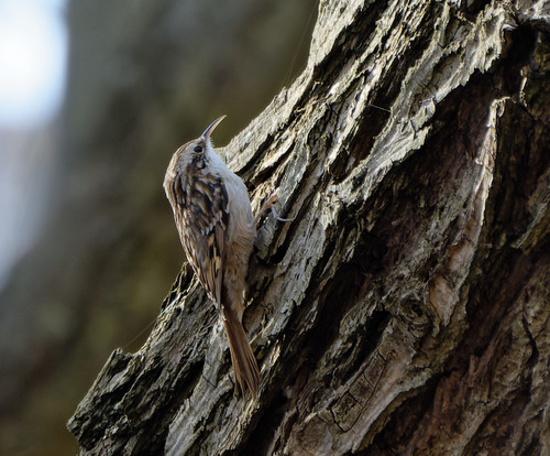Agateador europeo (Certhia brachydactyla)